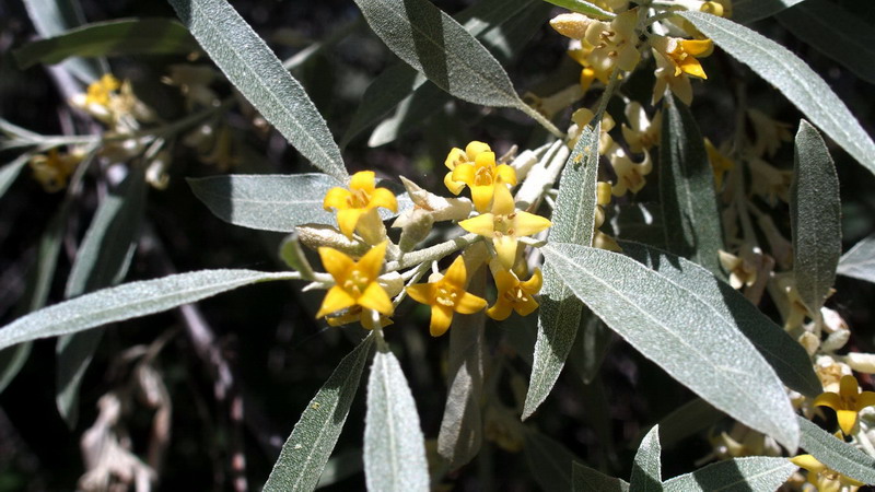 Ai margini 4 - Elaeagnus angustifolia  (Rosales - Elaeagnaceae)